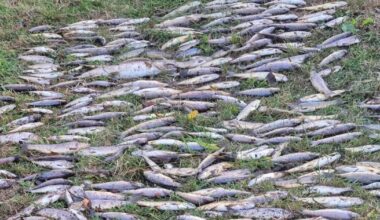 No culprit for the worst environmental disaster in Ireland this century 