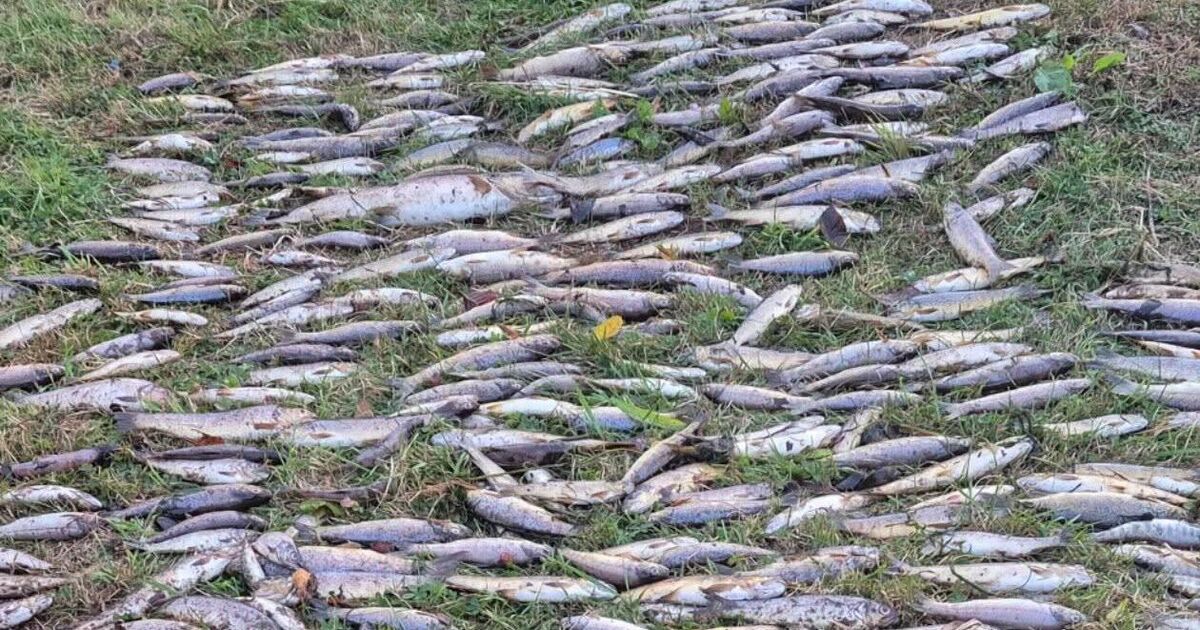 No culprit for the worst environmental disaster in Ireland this century 