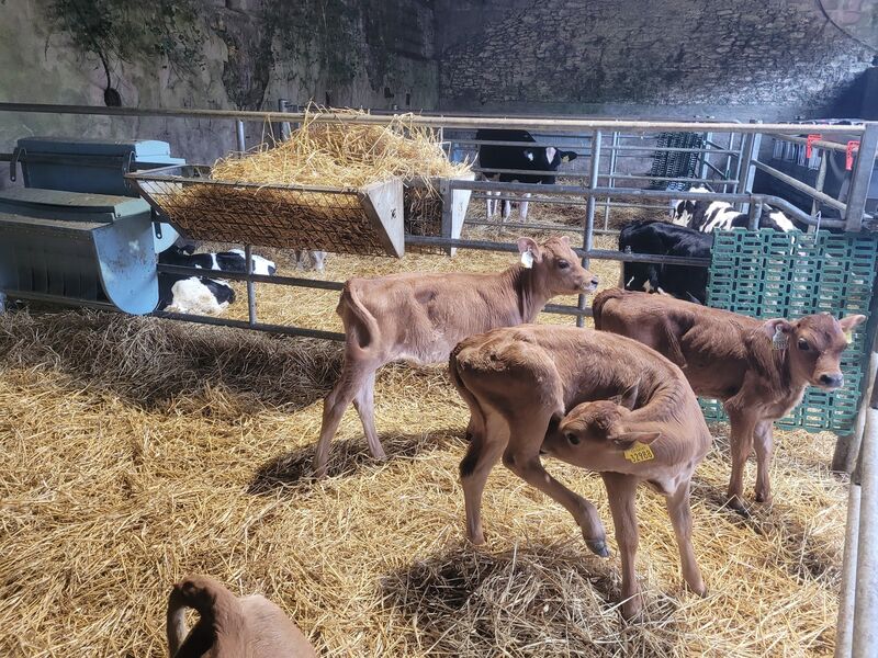 Newborn heifer calves on the Hynes farm.