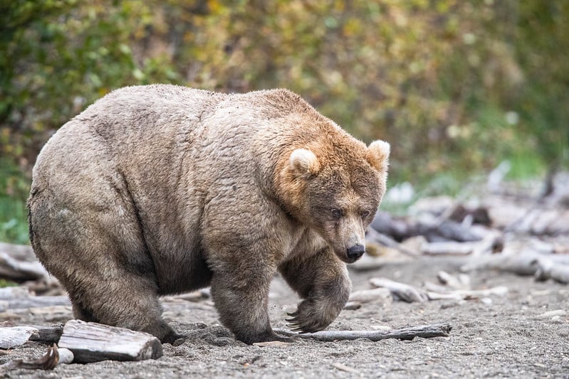A large brown bear walks along a sandy, rocky shore with fallen logs scattered around, and blurred green foliage in the background.