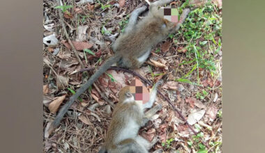 Dead monkeys shown in photo circulating on social media were roadkill: NParks