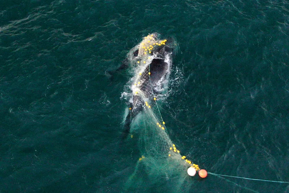 Drone still of a mother and her calf who became trapped in the Queensland government’s shark nets at Noosa.