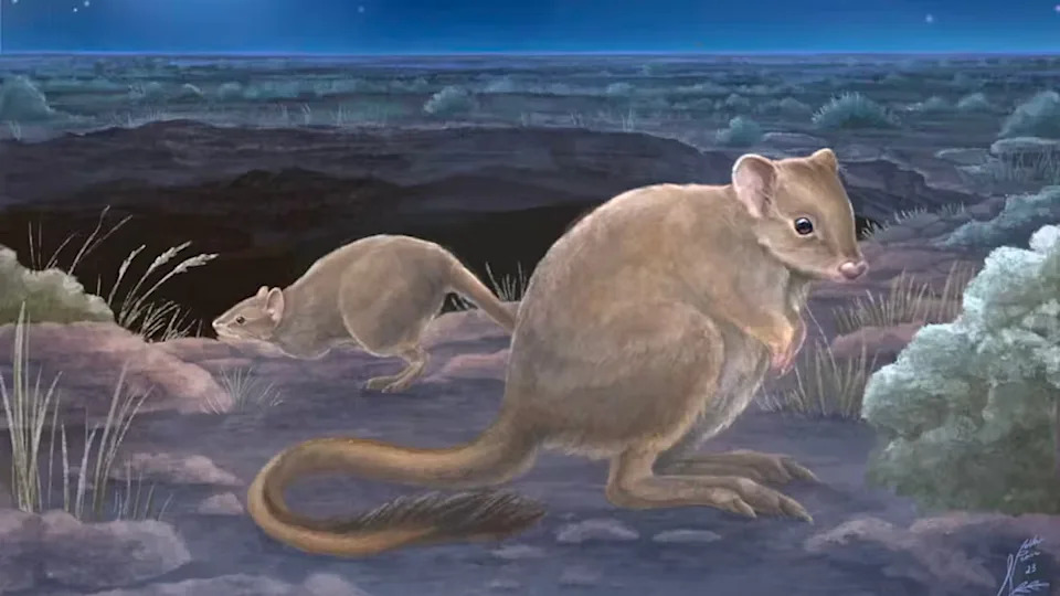An artist’s recreation of what the newly discovered (but extinct) species Bettongia haoucharae may have looked like (Nellie Pease, CC BY-NC)