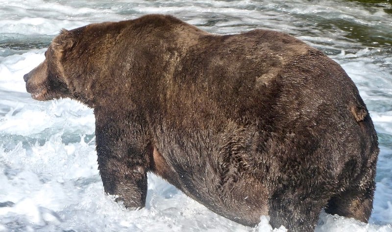A large brown bear stands in shallow, fast-moving water, facing left. The bear's fur is wet, and the water around its legs appears white and foamy, possibly from a river or stream.