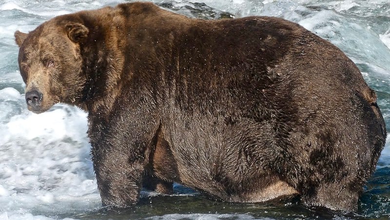 A large, brown grizzly bear stands in a shallow, fast-flowing river. Its fur is wet, and it looks slightly over its shoulder, with water swirling around its legs.