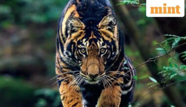 National Geographic Magazine cover featuring black tiger.