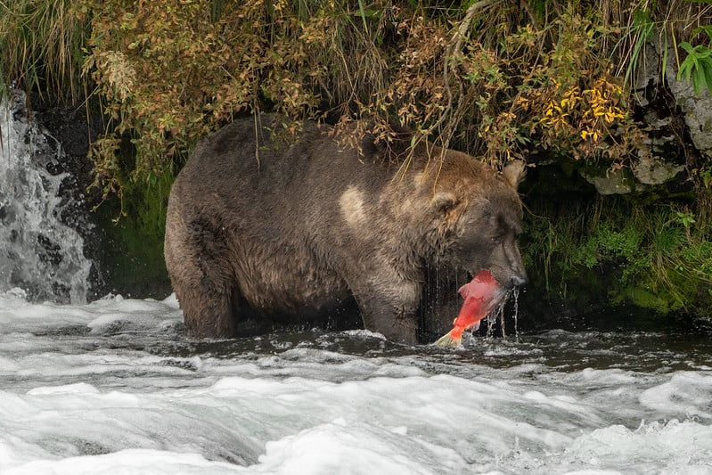 A large brown bear stands in a river near a waterfall, holding a red fish in its mouth. Dense green vegetation and overhanging branches surround the scene.