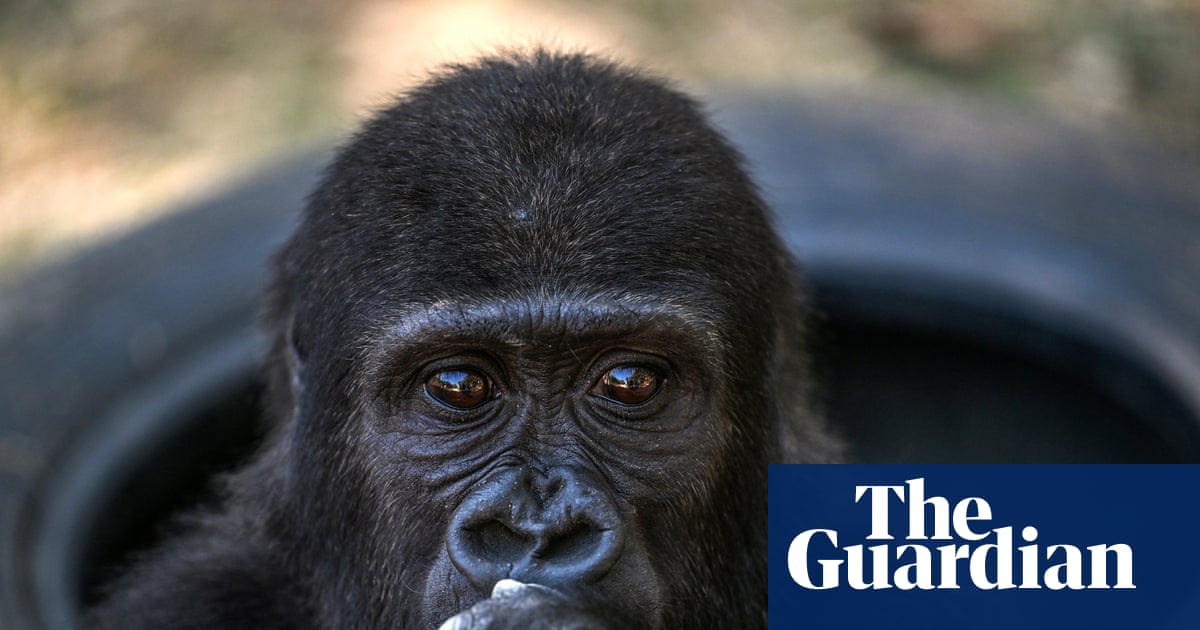 Week in wildlife: a flying teddy, a fishy shipwreck and a globe-trotting sea slug | Environment