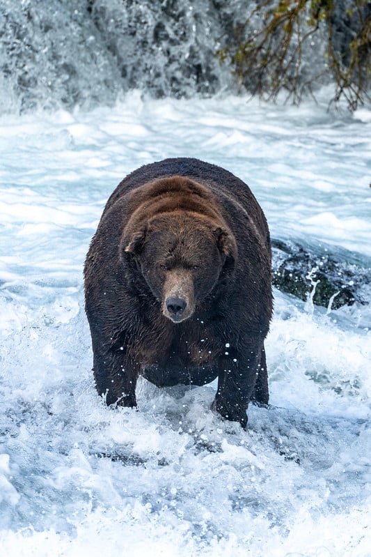 A large brown bear stands in rushing water near a waterfall, looking directly at the camera, with water splashing around its legs.