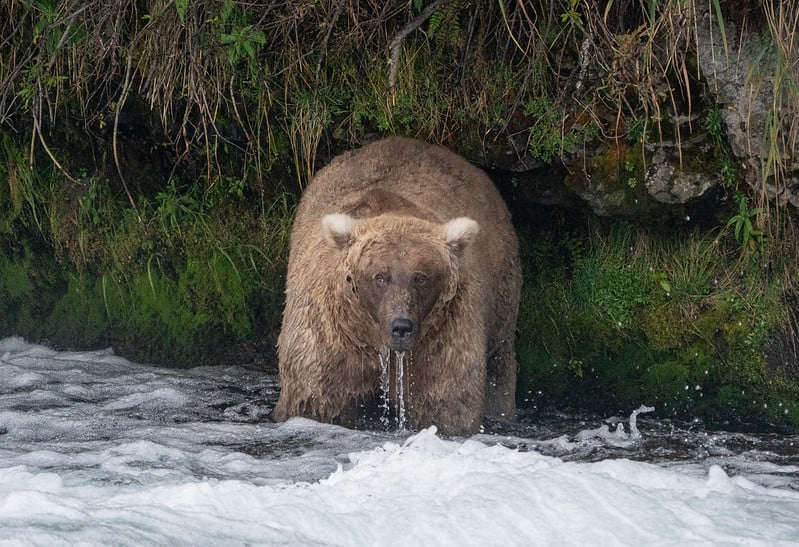 A large brown bear stands at the edge of a stream, water dripping from its mouth, with green moss and plants covering the riverbank behind it.
