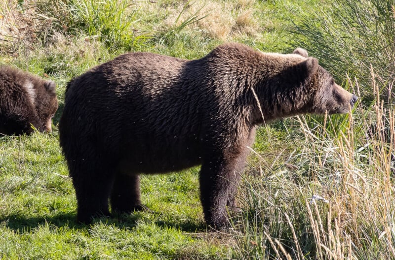 A large brown bear stands on green grass near tall reeds, facing right. Another bear is partially visible in the background on the left. The scene is outdoors in natural sunlight.