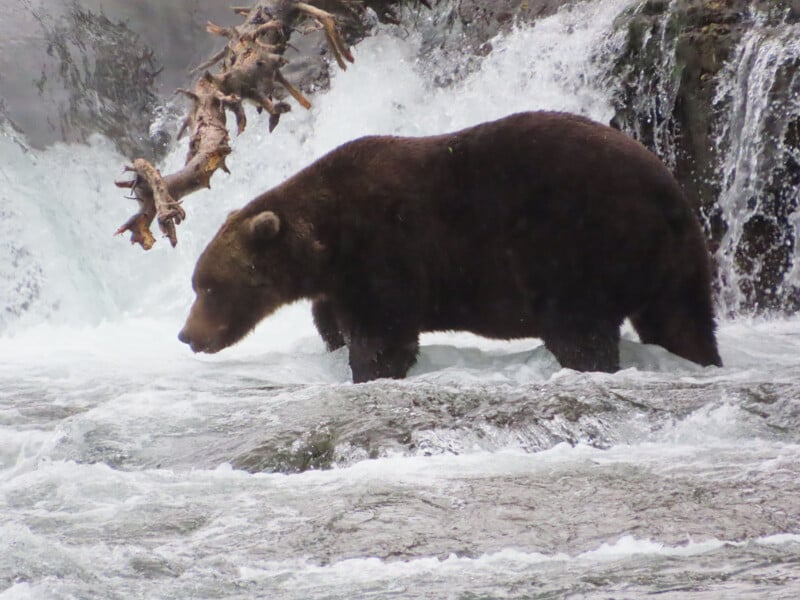 A large brown bear stands in a rushing river at the base of a waterfall, with foamy water swirling around its legs and a fallen tree branch visible in the background.