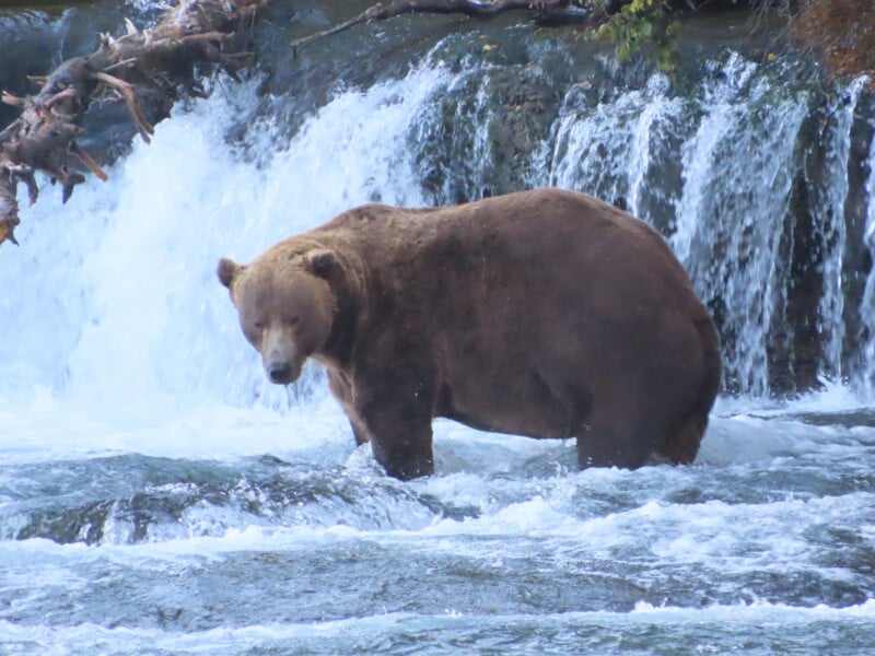 A large brown bear stands in a flowing river near a waterfall, surrounded by rushing water and rocks.