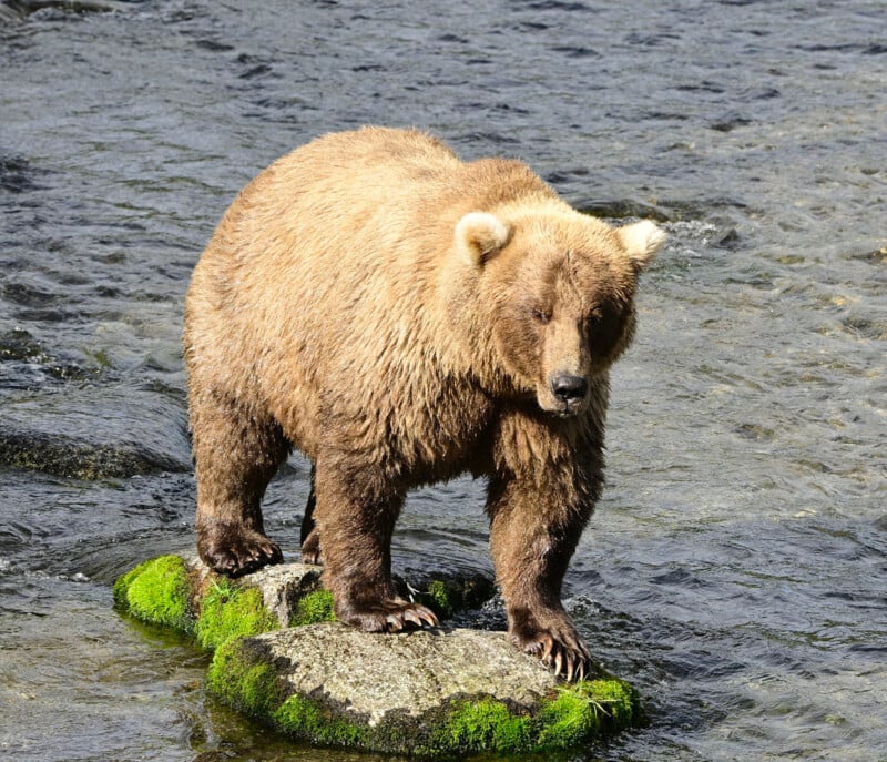 A large brown bear stands on moss-covered rocks in the middle of a shallow, flowing river, looking ahead with one paw slightly raised.