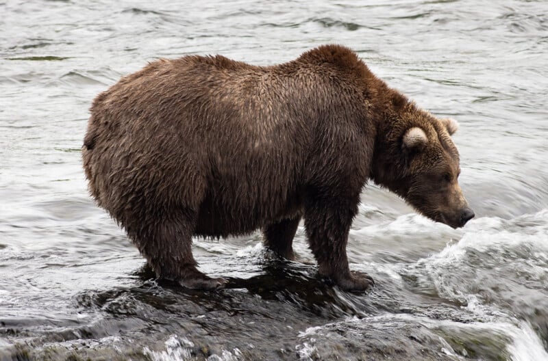 A large brown bear stands on a rock at the edge of a flowing river, looking towards the water as if searching for fish.