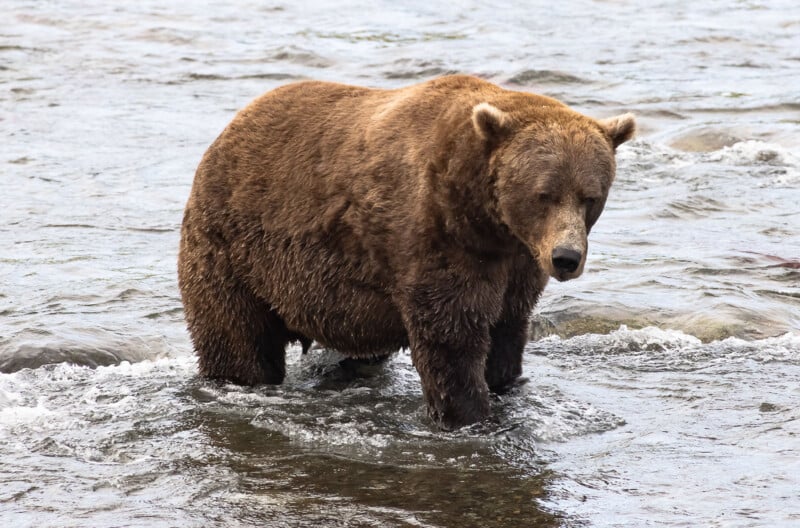 A large brown bear stands in shallow, flowing water, looking down as it walks through the stream.