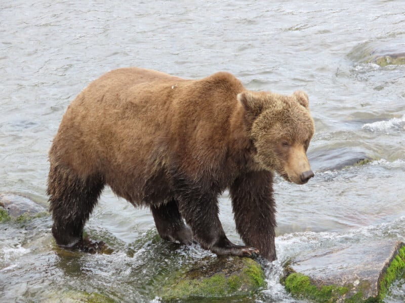 A brown bear stands on moss-covered rocks in a shallow river, with water flowing around its legs.