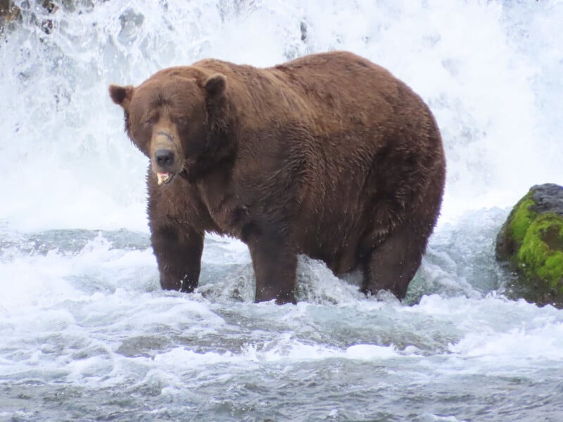 A large brown bear stands in a river with white water rushing behind it, looking directly at the camera. Some rocks with green moss are visible on the right.
