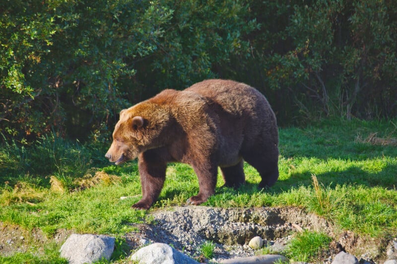 A large brown bear walks on green grass near rocks and dense bushes, with sunlight highlighting its fur.