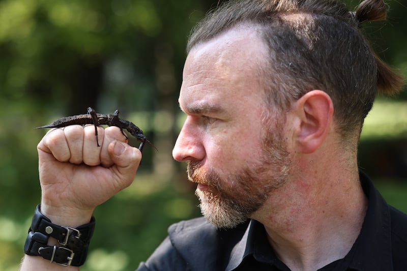 Collie Ennis with a spiky stick insect. Photograph: Dara Mac Dónaill