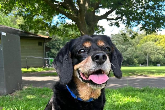 ‘A huge part of our family’ – Vogue William shares tribute after death of beloved family dog