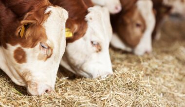 Editor of Irish Farmers Journal to step down – The Irish Times