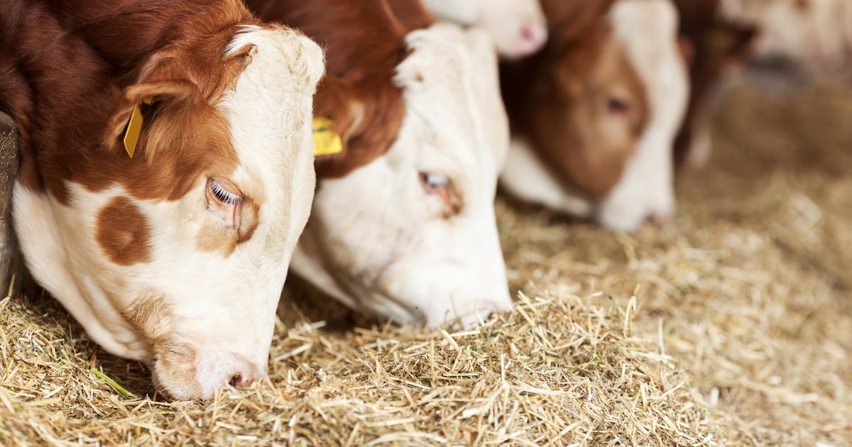 Editor of Irish Farmers Journal to step down – The Irish Times