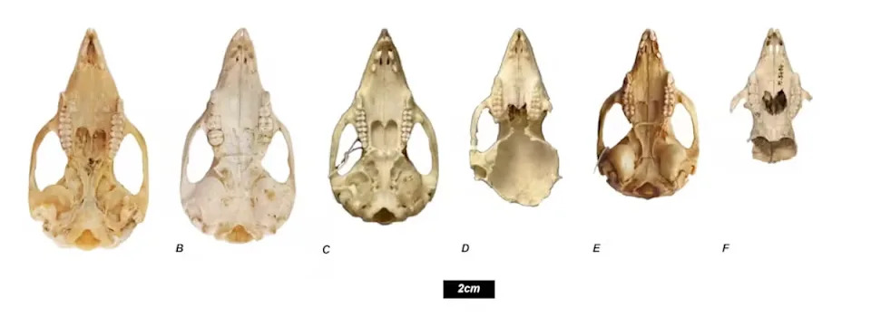 The official skulls used to define the species of the bettongs in this investigation show differences in shape and size: (A) Bettongia ogilbyi sylvatica, (B) Bettongia ogilbyi odontoploica, (C) Bettongia penicillata, (D) Bettongia ogilbyi ogilbyi, (E) Bettongia haoucharae, and (F) Bettongia ogilbyi francisca (Jake Newman-Martin, CC BY-NC)