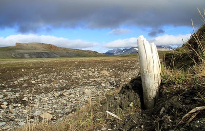 mammoth tusk