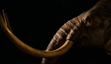 DNA from 1 million years ago found in woolly mammoth remains | National