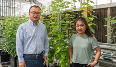 Biologists Engineer Larger, Tougher Crops for Fuel, Bioproducts
