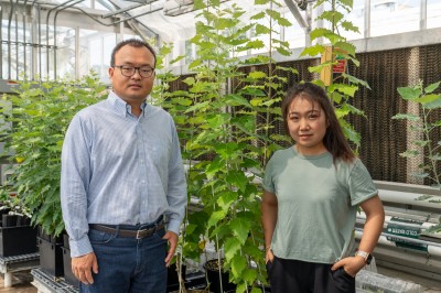 Biologists Engineer Larger, Tougher Crops for Fuel, Bioproducts