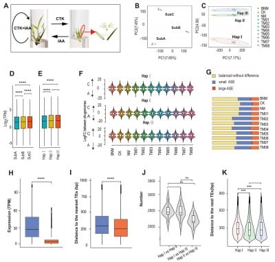 Genome of rare bamboo unlocks secrets of in vitro flowering