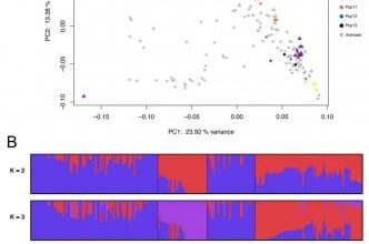 Camelina's Genetic Blueprint: Unraveling Subgenome Dominance and Population Structure