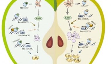 Apple Firmness Traced to Single Gene Variant Controlling Ripening