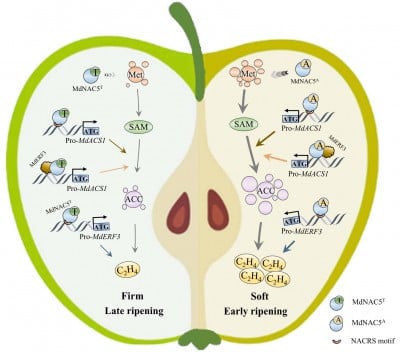 Apple Firmness Traced to Single Gene Variant Controlling Ripening