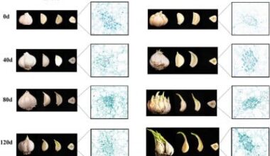 Genes Uncovered That Keep Garlic Fresh Longer