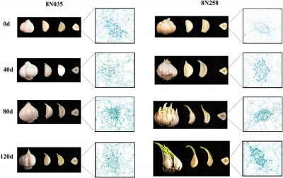Genes Uncovered That Keep Garlic Fresh Longer