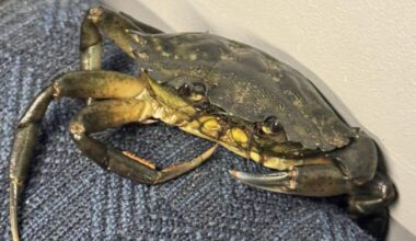 Passengers shell-shocked to find crab pinching a ride on train - Citizen Tribune