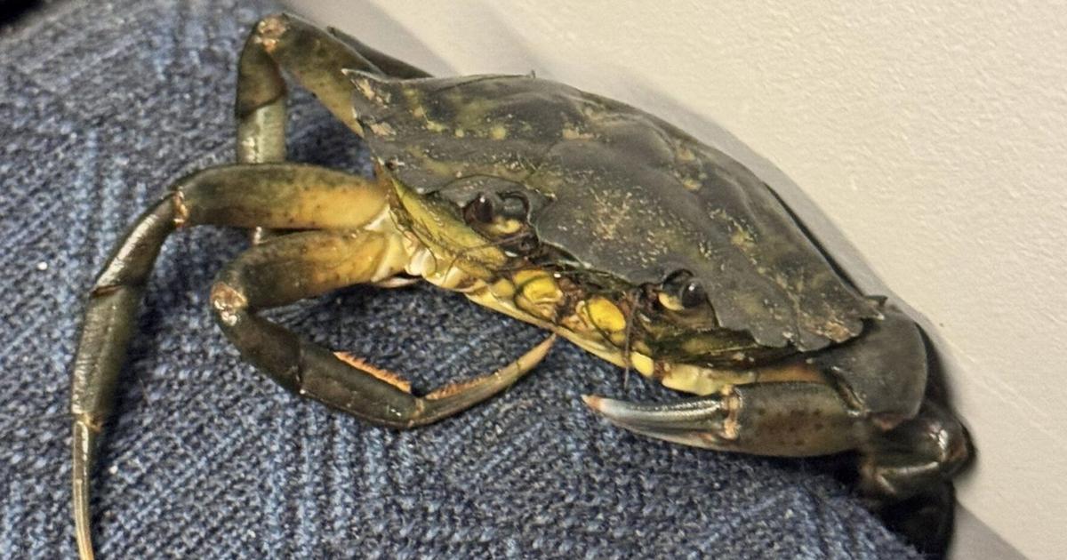 Passengers shell-shocked to find crab pinching a ride on train - Citizen Tribune