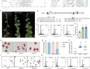 Gene Disruption Triggers Ploidy Doubling in Watermelon