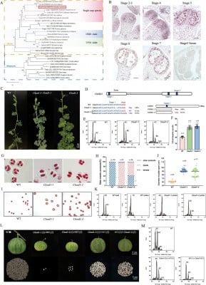 Gene Disruption Triggers Ploidy Doubling in Watermelon