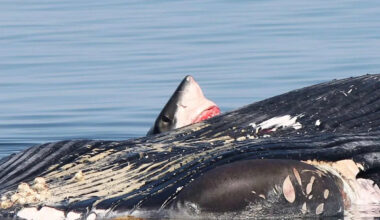 Whale Watching Tour Treated to 'Rare' Encounter with a Great White Shark 'Aggressively' Devouring its Meal