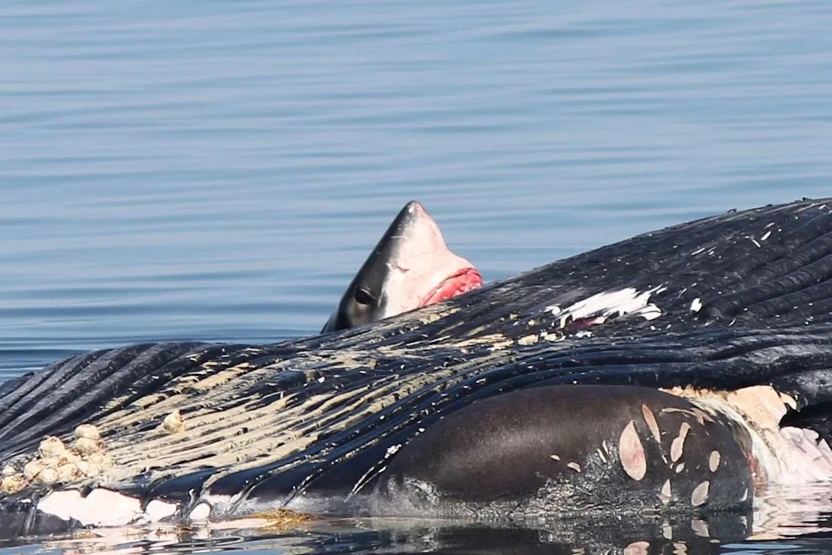 Whale Watching Tour Treated to 'Rare' Encounter with a Great White Shark 'Aggressively' Devouring its Meal