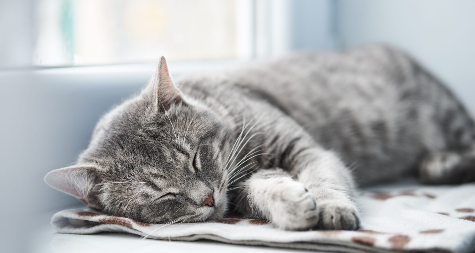 Massage, heat, and cold therapy in feline rehabilitation