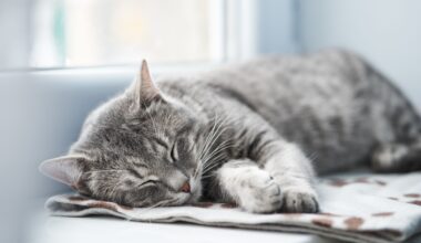 Massage, heat, and cold therapy in feline rehabilitation