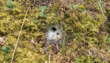 Oh Good – 'Tarantulas' Are In The UK, And They Hide In Sock-Like Webs