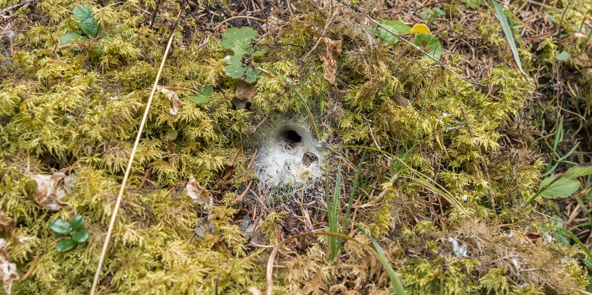 Oh Good – 'Tarantulas' Are In The UK, And They Hide In Sock-Like Webs