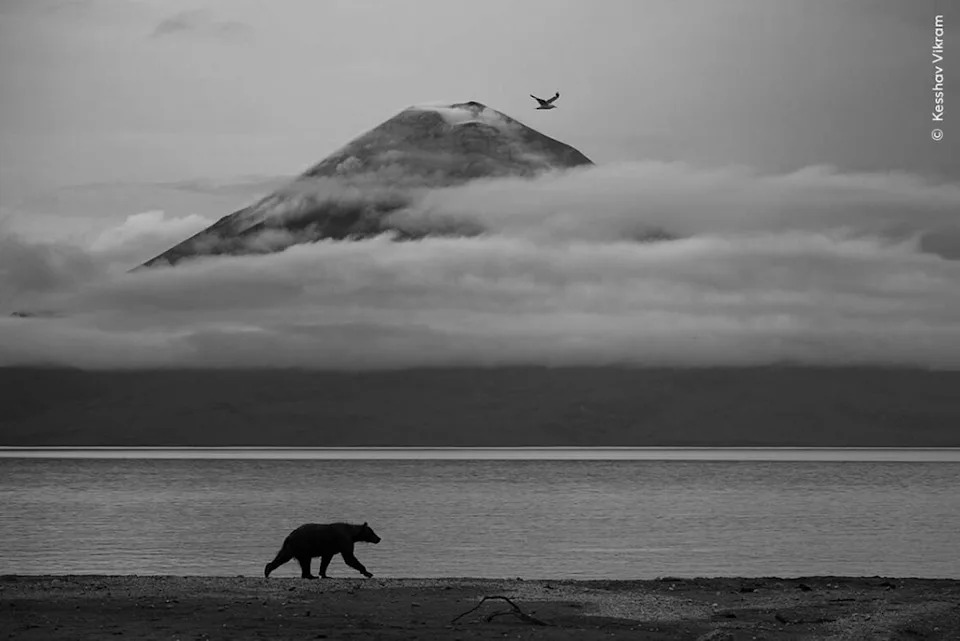 Essence of Kamchatka. Photo: Kesshav Vikram