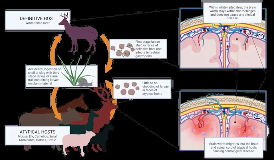 The brain worm life cycle (Jesse Richards)